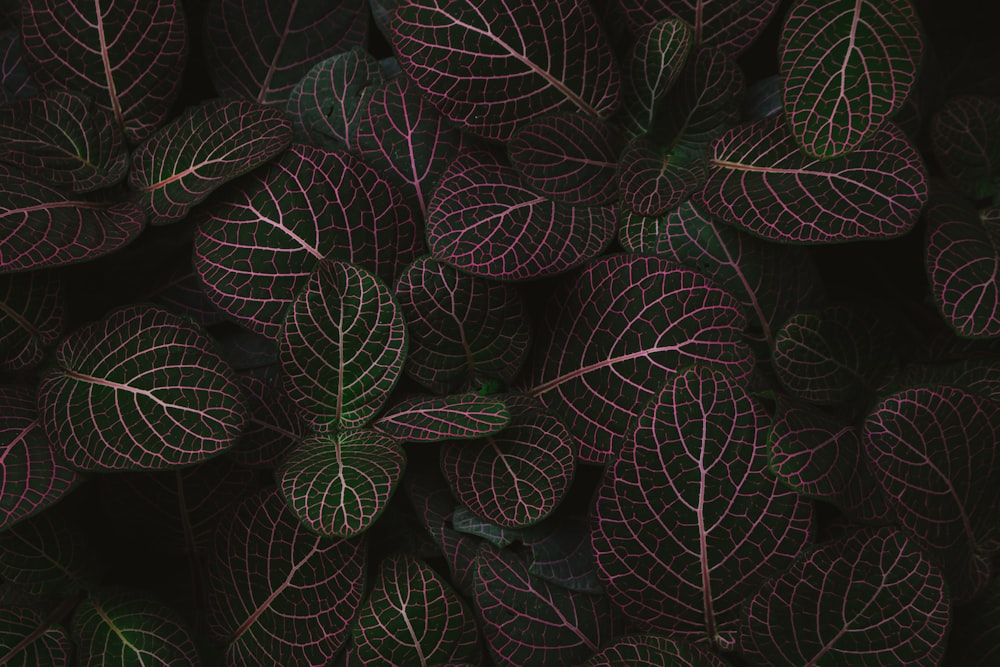 Eine Nahaufnahme einer grünen und violetten Pflanze