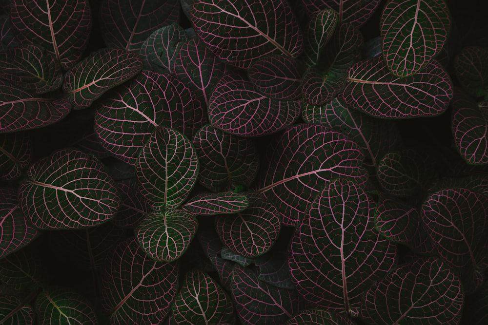 a close up of a green and purple plant