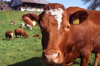 A close-up view of a brown cow with a white marking on its forehead, standing in a grassy field. Several other cows are grazing in the background. A traditional barn and farmhouse are visible on a hillside, surrounded by lush greenery under a clear blue sky.