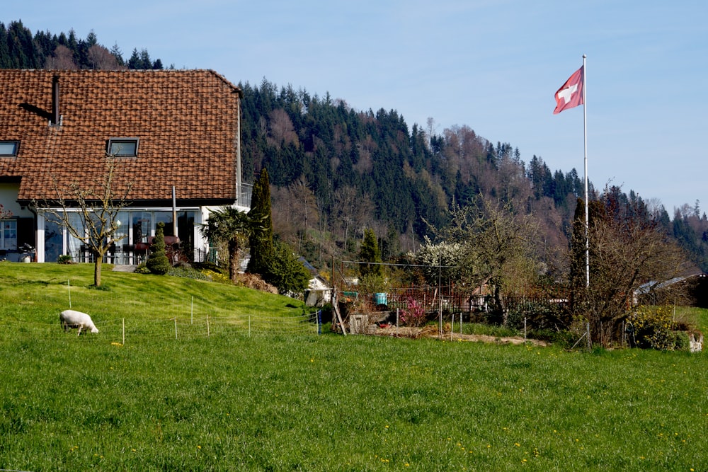 a house on a hill with sheep grazing in front of it