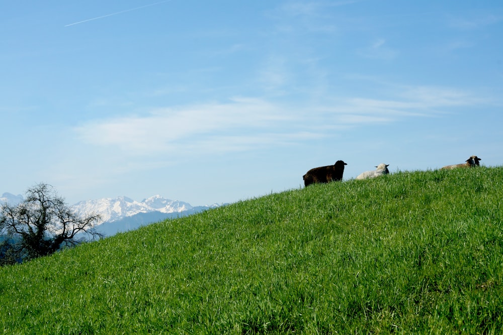 a group of cows standing on top of a lush green hillside