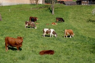 a herd of cattle grazing on a lush green hillside