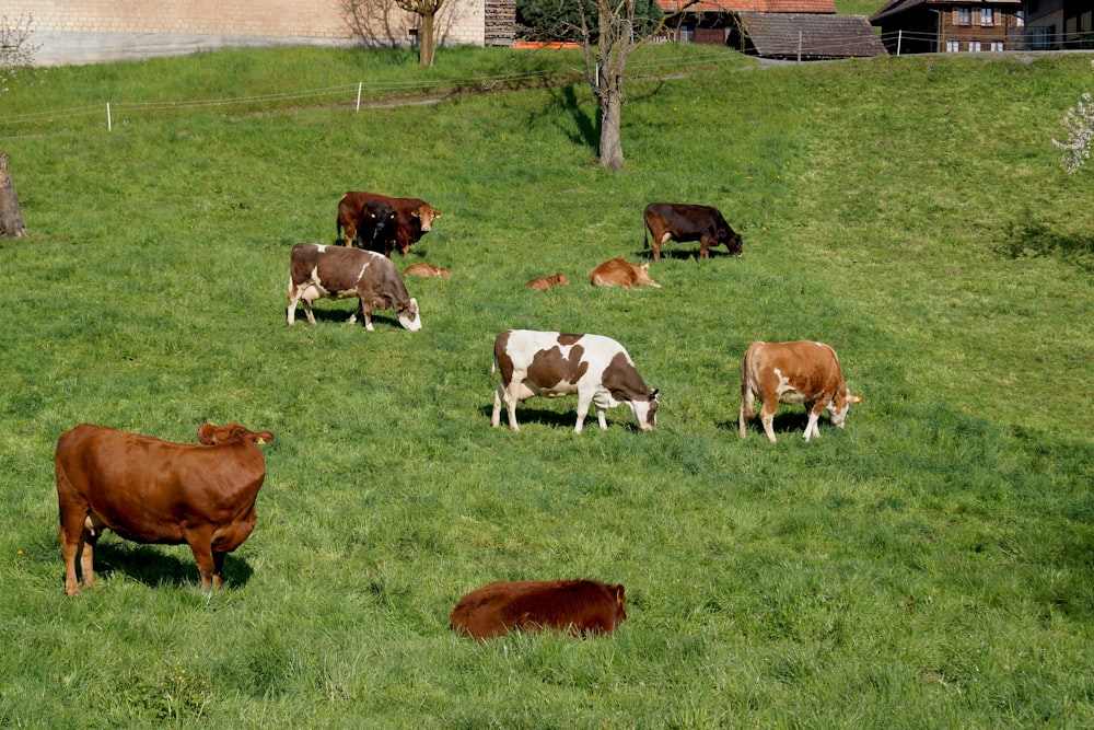 a herd of cattle grazing on a lush green hillside