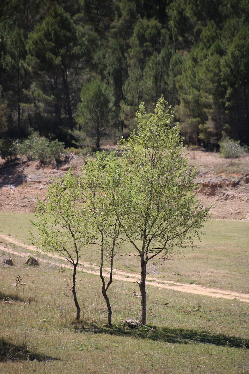 un arbre solitaire dans un champ avec un chemin de terre en arrière-plan