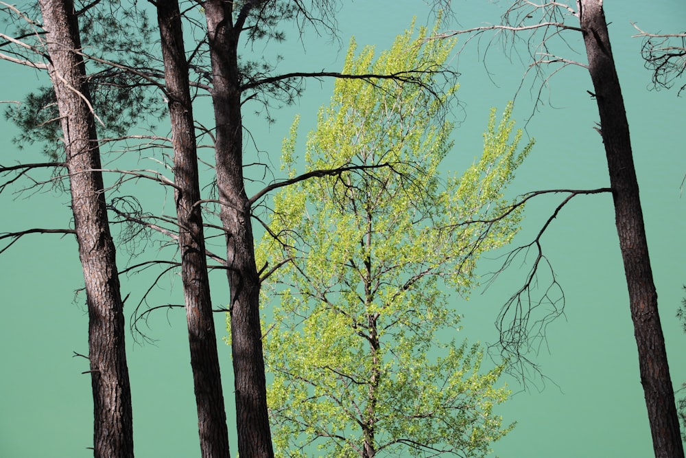 a group of trees with a green sky in the background