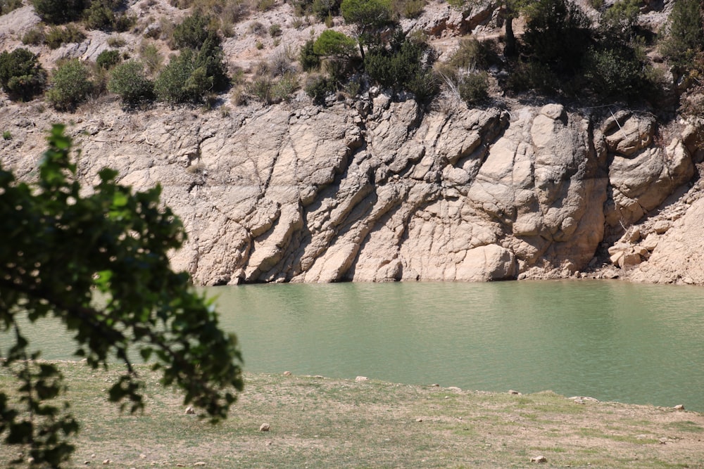 a cow standing next to a body of water