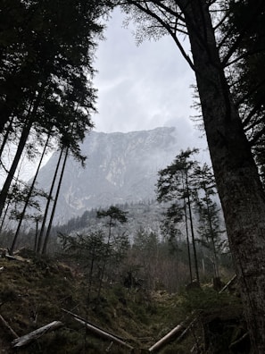 Misty morning river view framed by tall Highland trees.
