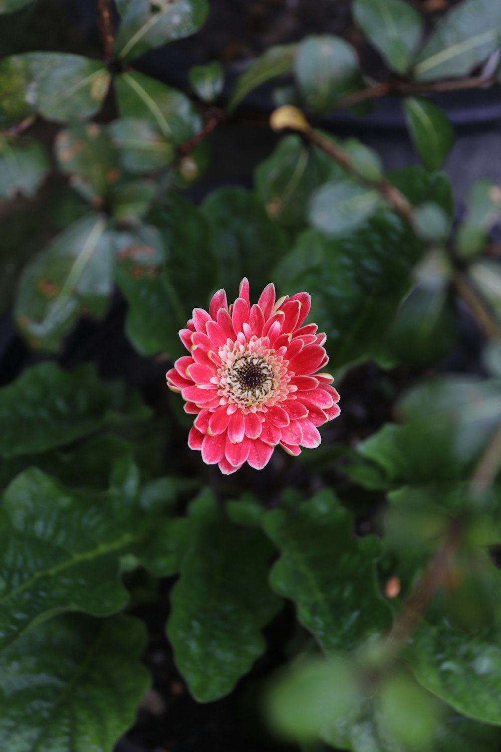 a pink flower with green leaves in the background