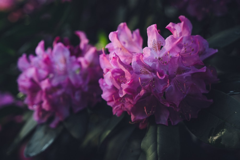 Un primo piano di un mazzo di fiori viola