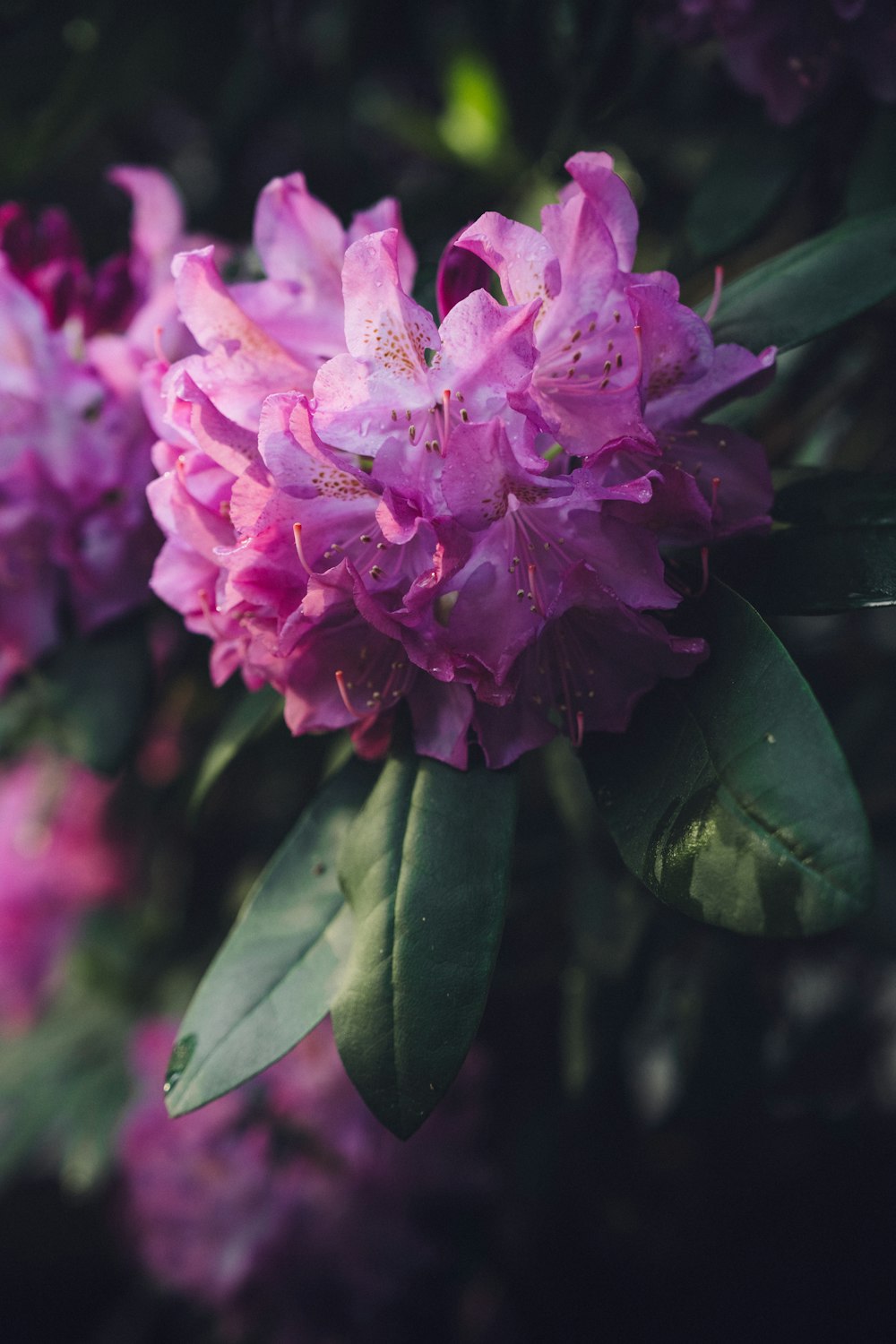 a close up of a pink flower on a tree