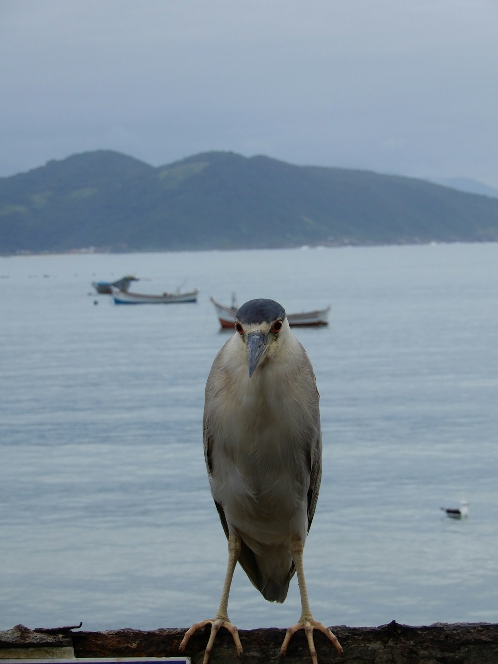Un uccello è in piedi su una sporgenza vicino all'acqua