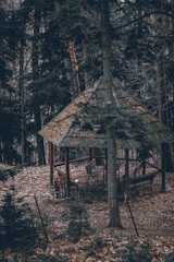 A wooden gazebo is nestled among tall trees in a forest. The ground is covered with fallen leaves, and a couple of benches are positioned inside the gazebo. A trash bin stands nearby. The area is enclosed by a wire fence.