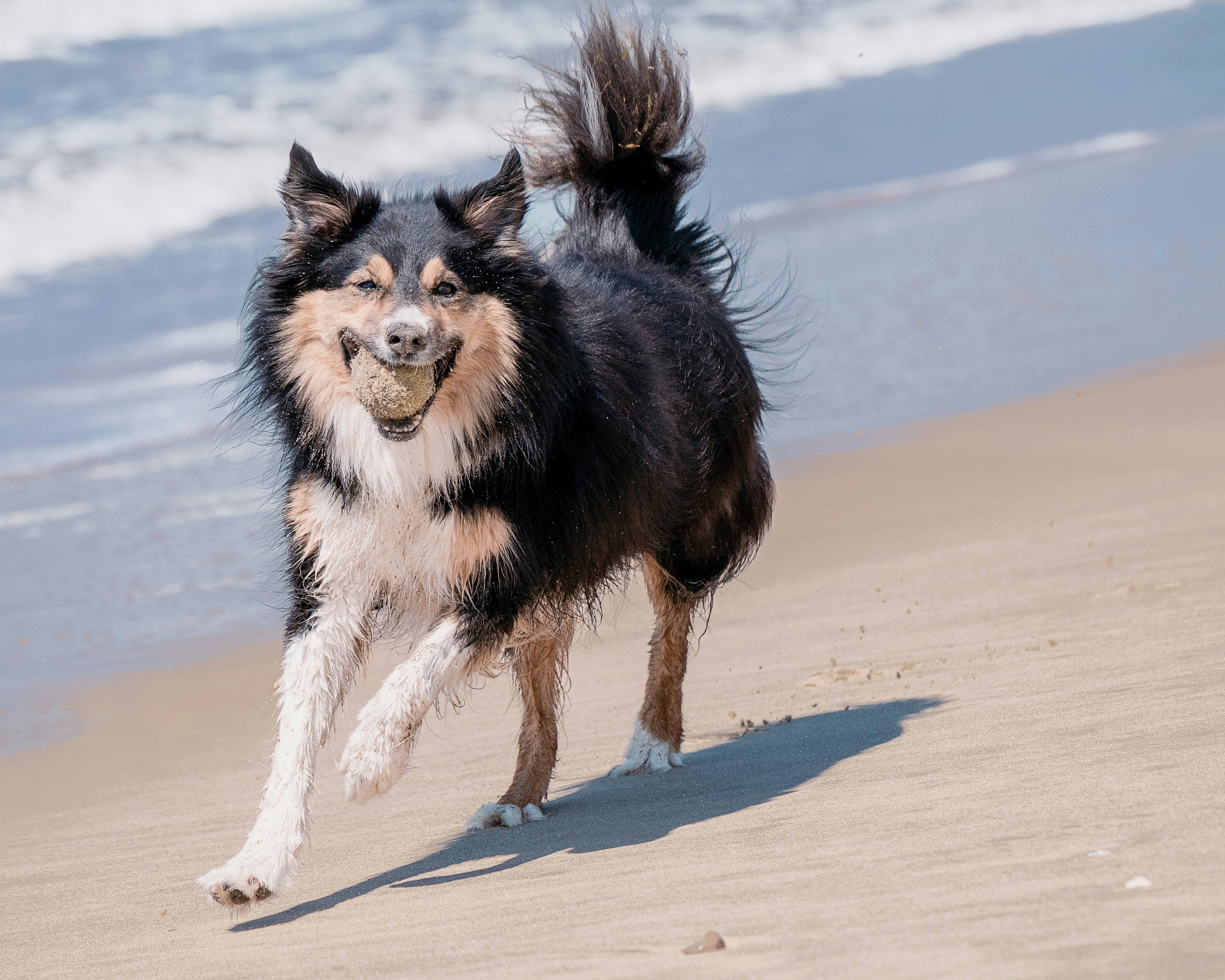 a dog running on the beach with a frisbee in its mouth