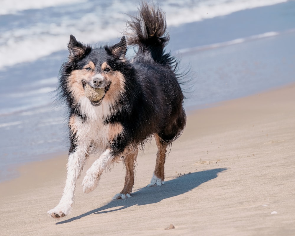 a dog running on the beach with a frisbee in its mouth