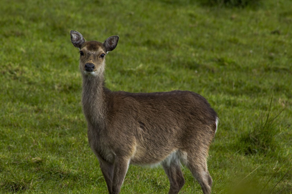 a small deer standing in a grassy field