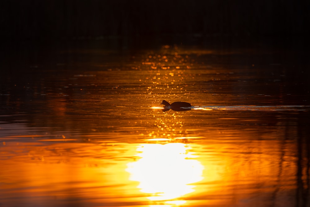 a duck floating on top of a body of water