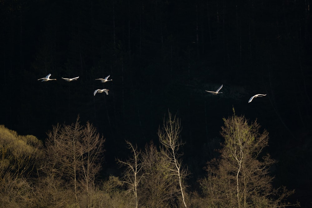 a group of birds flying over a forest
