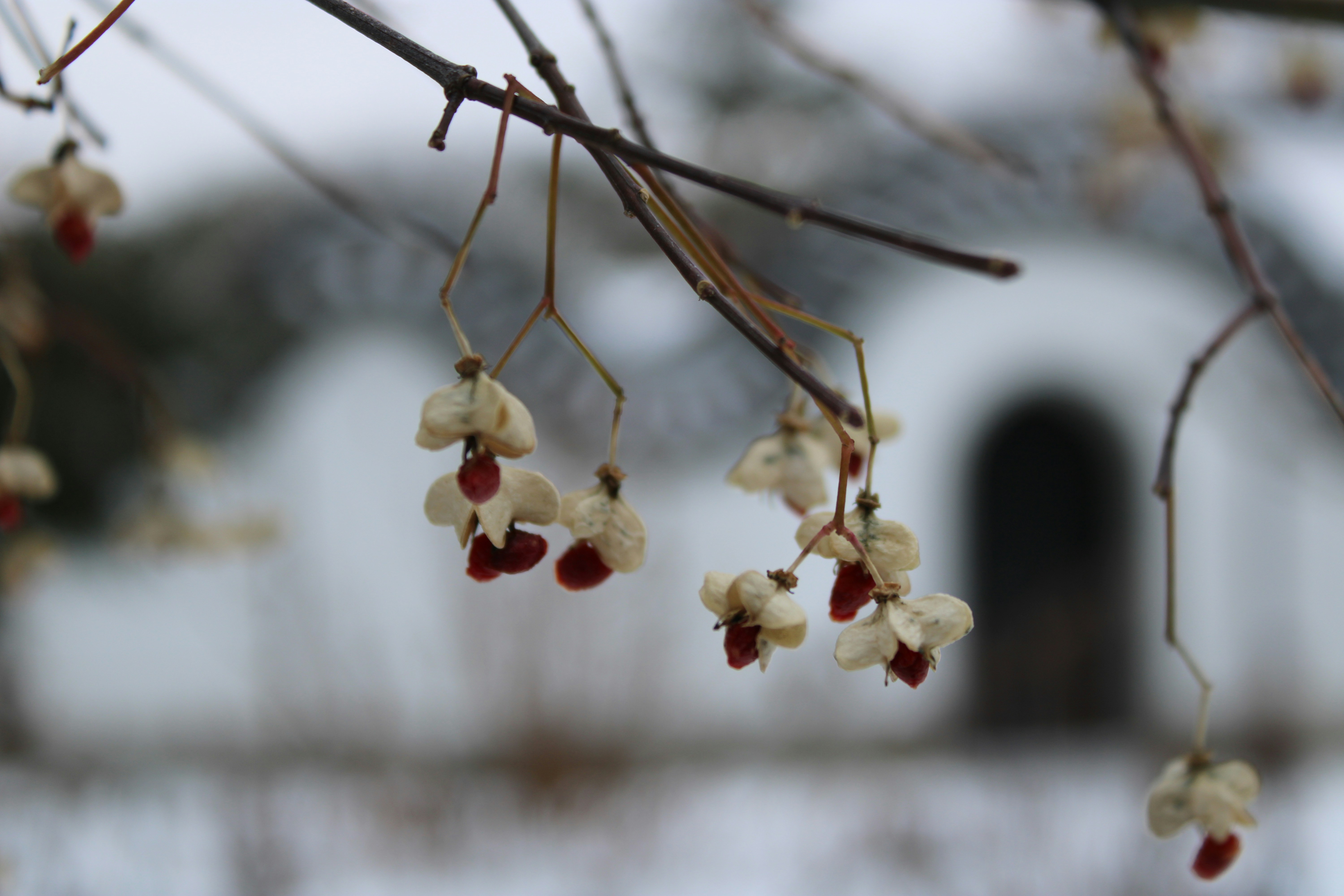 A branch with white and red flowers hanging from it photo – Free Fleur ...