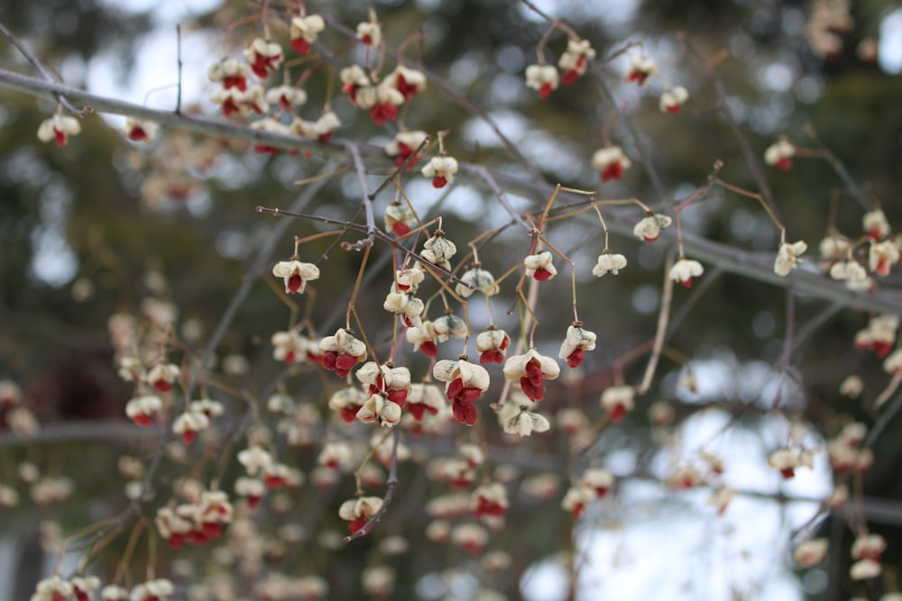 a bunch of small white and red flowers on a tree