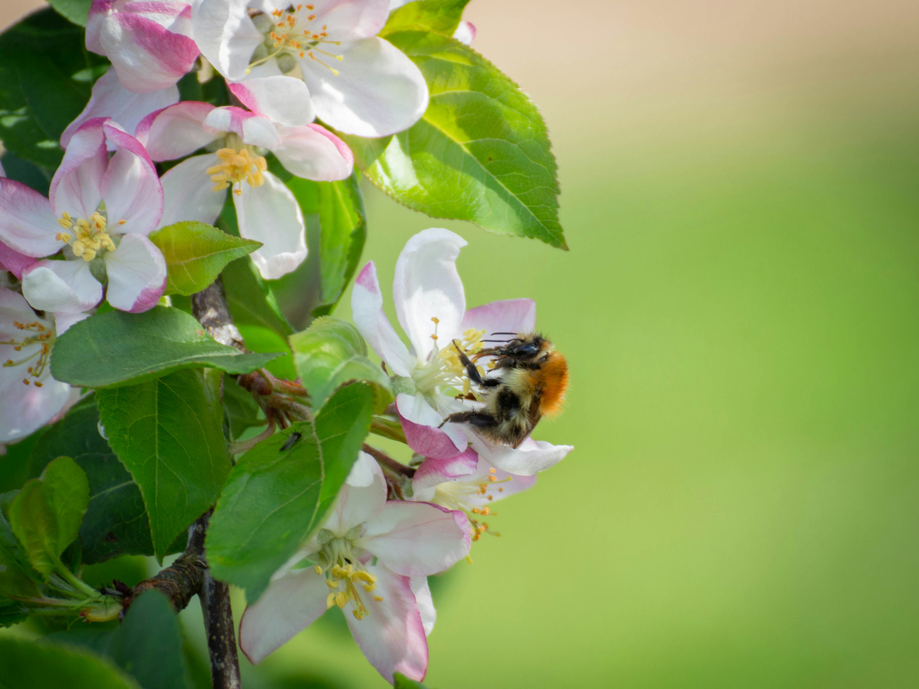a bee on a flower with a blurry background