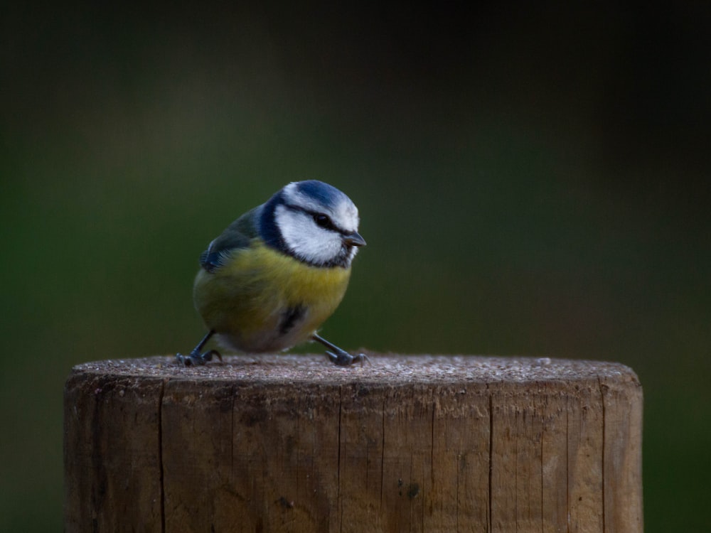 a small bird sitting on top of a wooden post