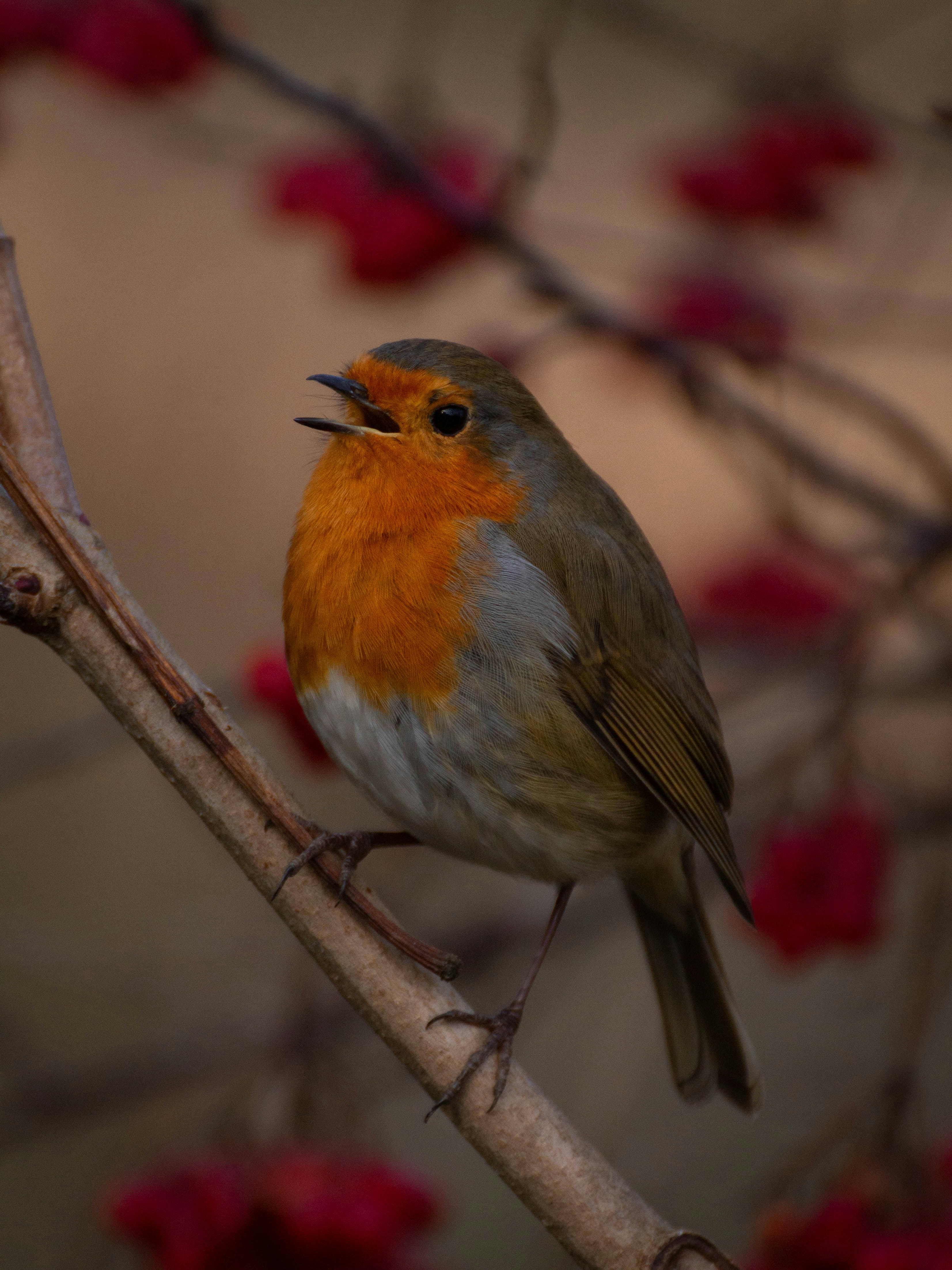 a small bird sitting on a branch with red berries