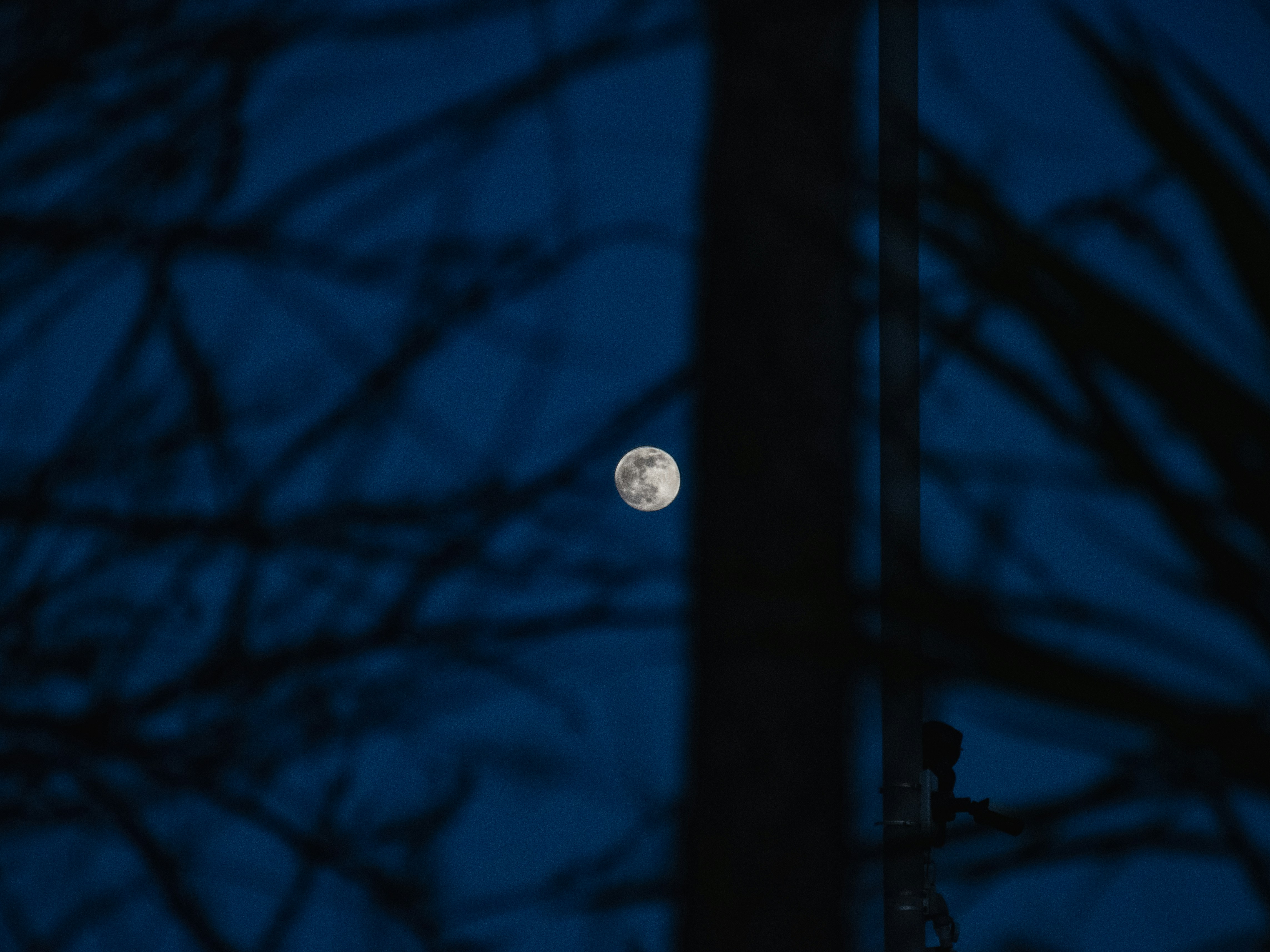 Ein Vollmond, der durch die Äste eines Baumes gesehen wird