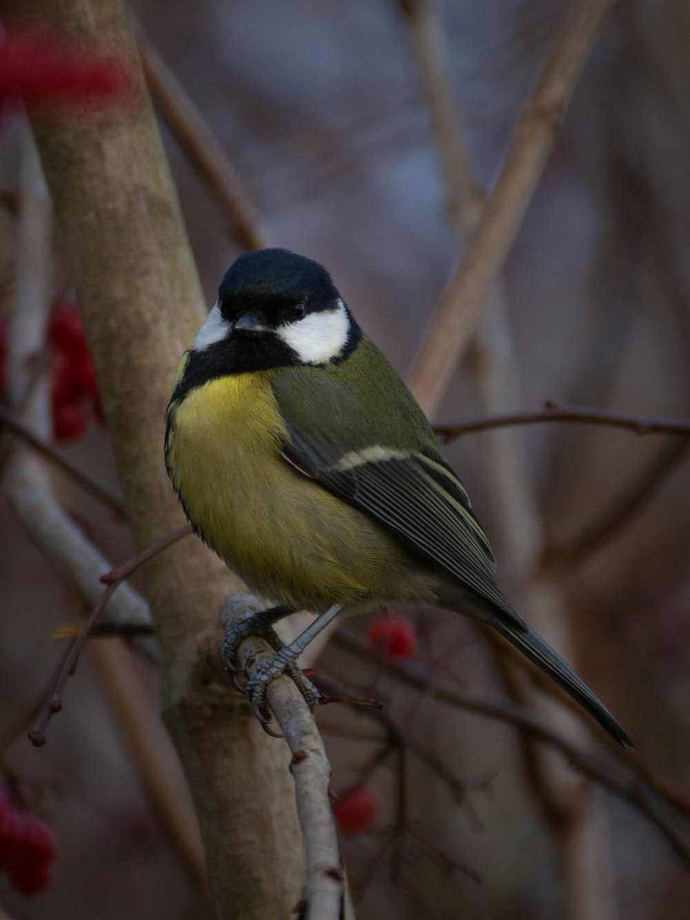 a small bird perched on a tree branch