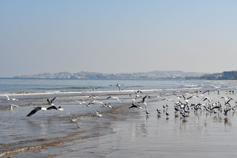 a flock of seagulls flying over a beach next to the ocean