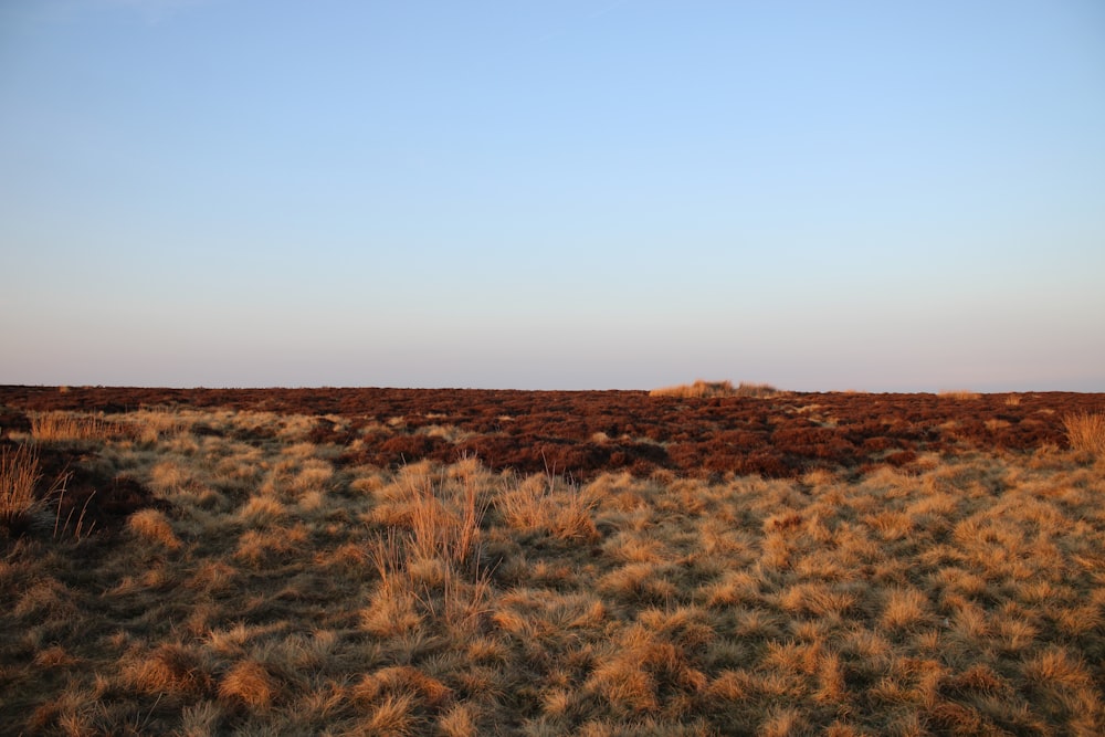 a field of grass with a blue sky in the background