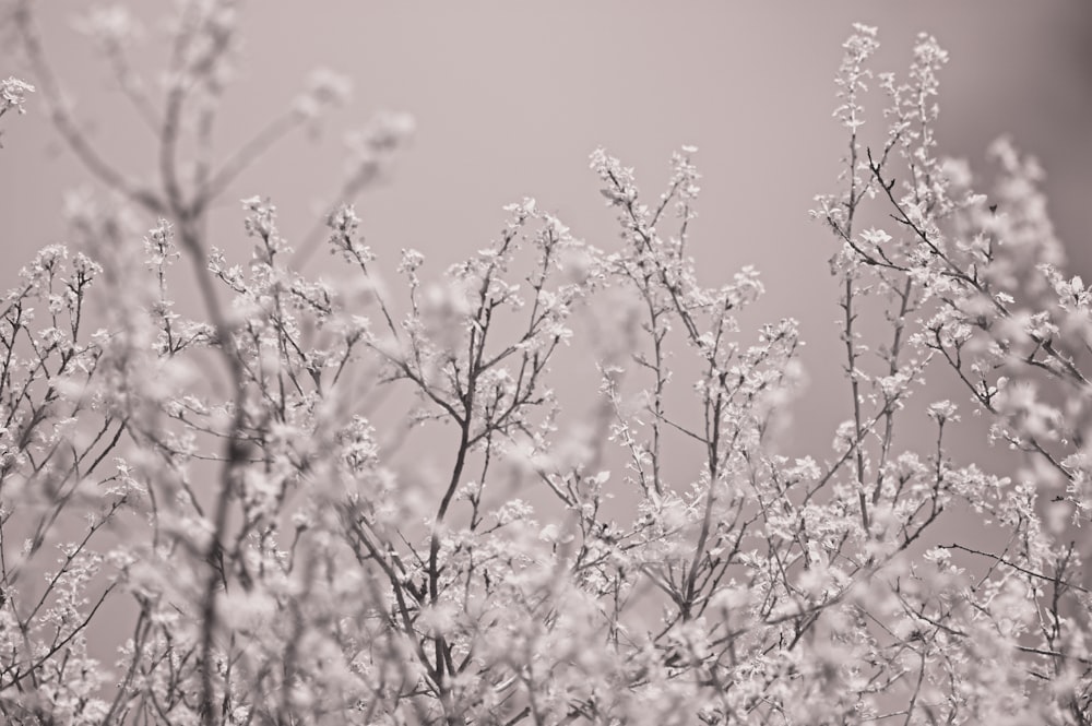 Una foto in bianco e nero di un cespuglio