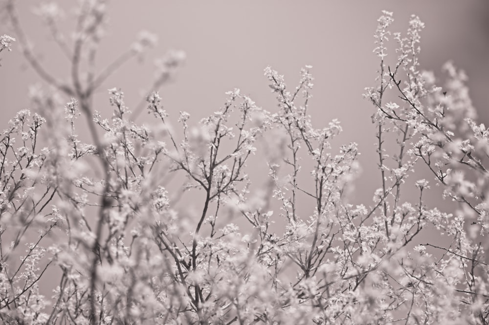 Una foto en blanco y negro de un arbusto