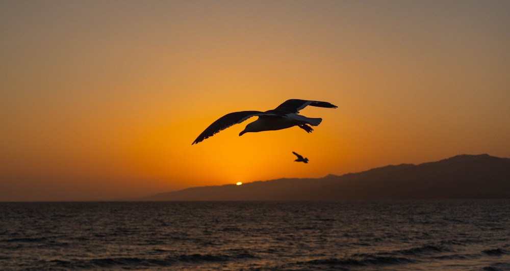 日没時に水域の上を飛ぶ鳥