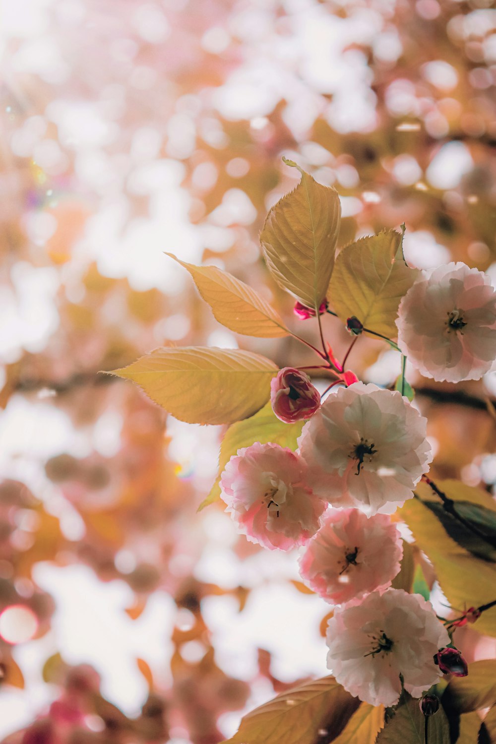 a branch of a tree with pink and white flowers