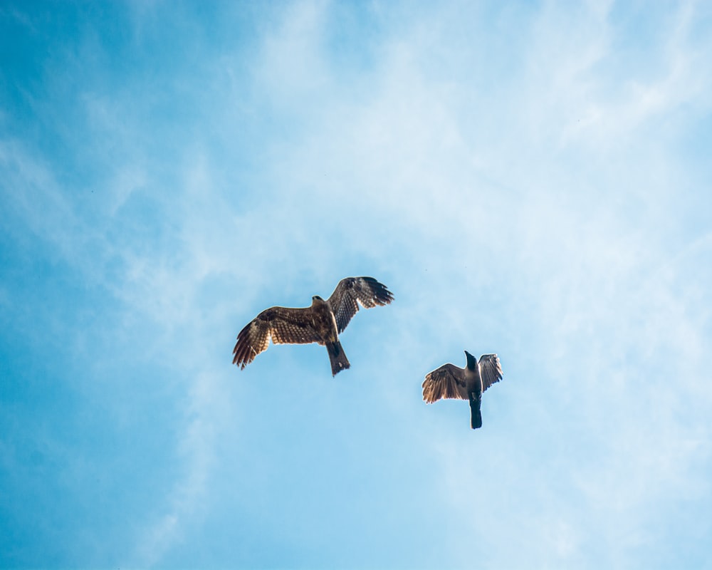 a couple of birds flying through a blue sky