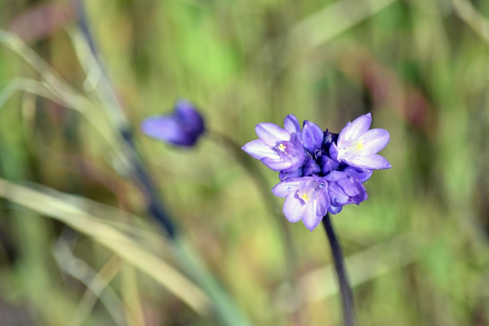 背景がぼやけた紫色の�花の接写