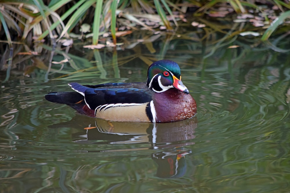 a duck swimming on top of a body of water