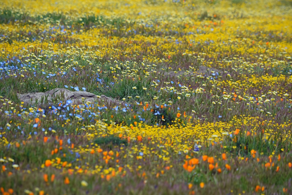 a field full of wildflowers and a rock