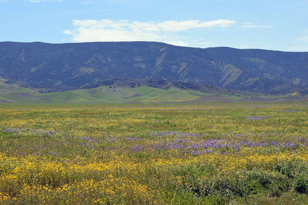a field of wildflowers with a mountain in the background