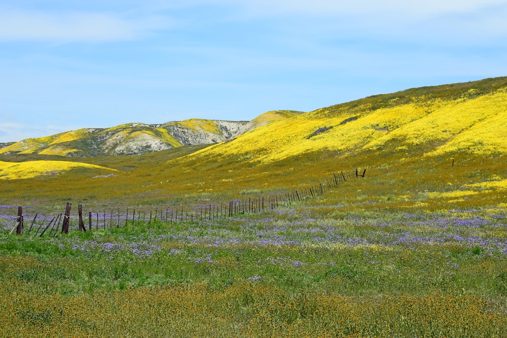 um campo de flores silvestres e uma montanha no fundo