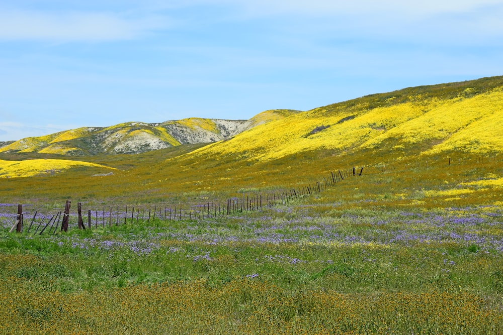 a field of wildflowers and a mountain in the background