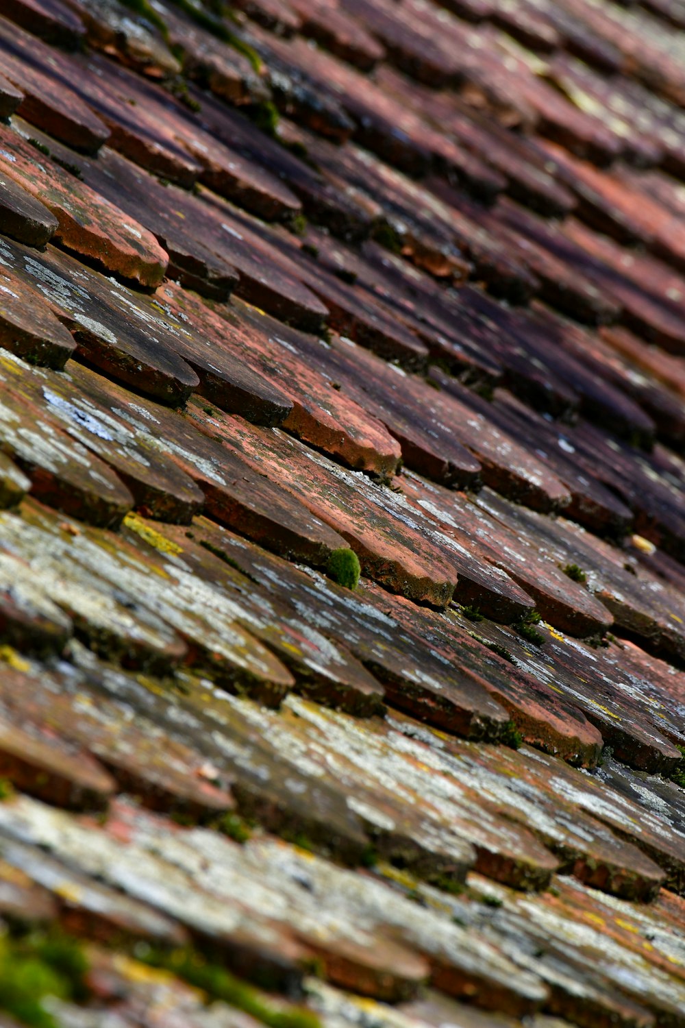 a close up of a bird sitting on a roof