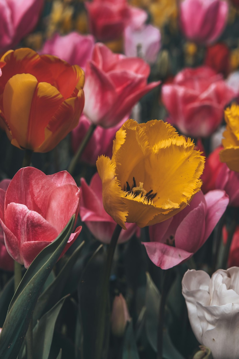 a bunch of flowers that are in the grass