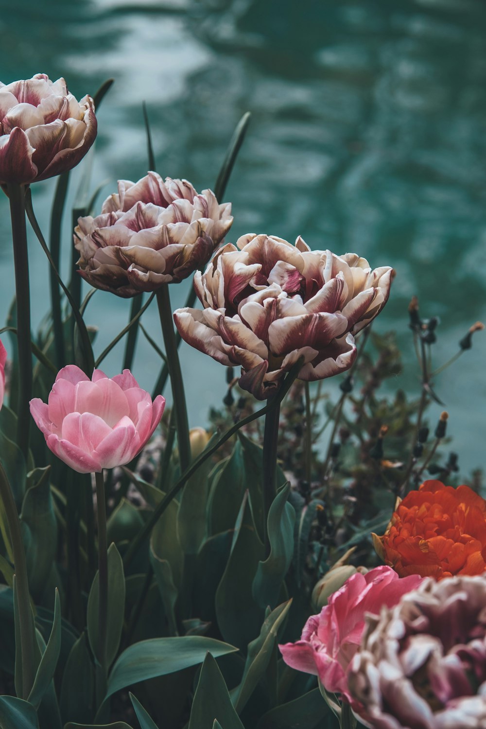 a bunch of flowers that are by a body of water