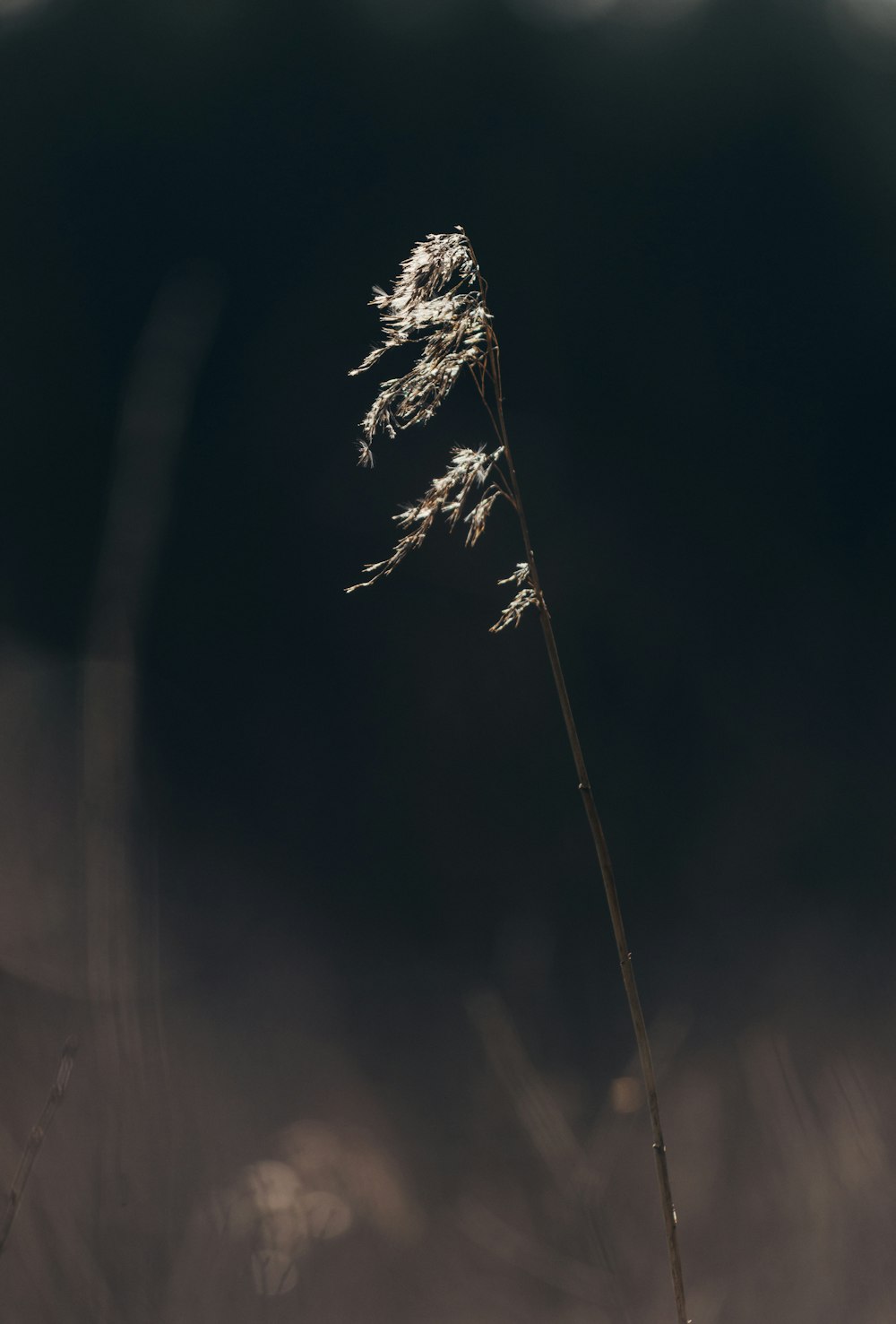 a tall plant with long stems in the dark