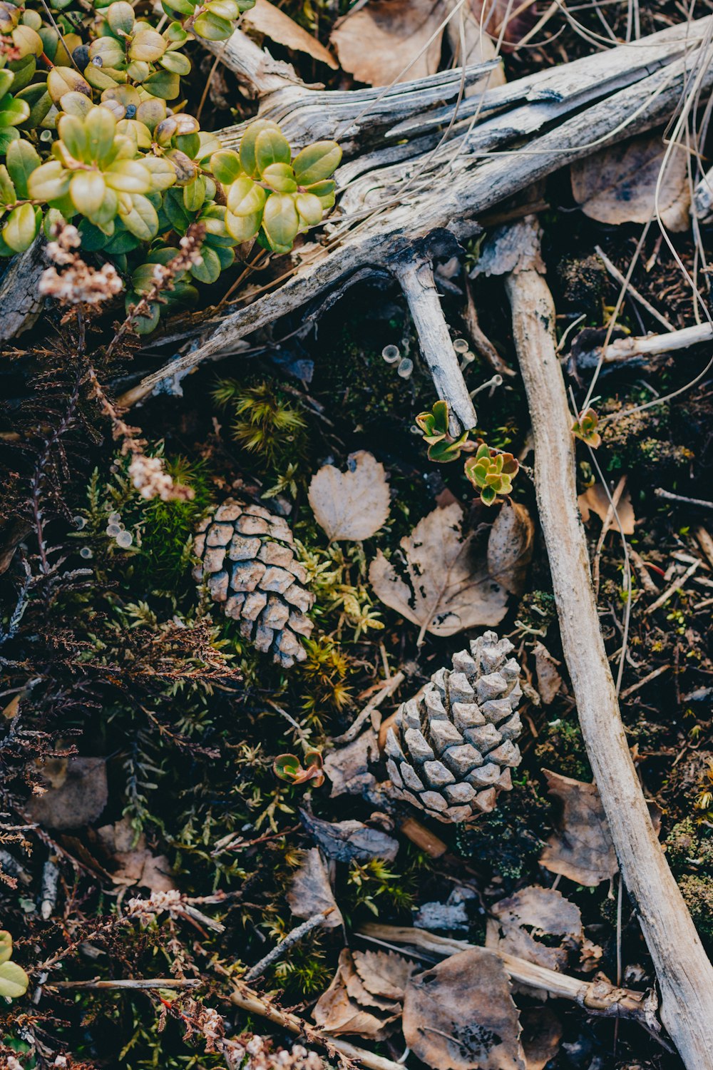 a bunch of pine cones sitting on top of a forest floor