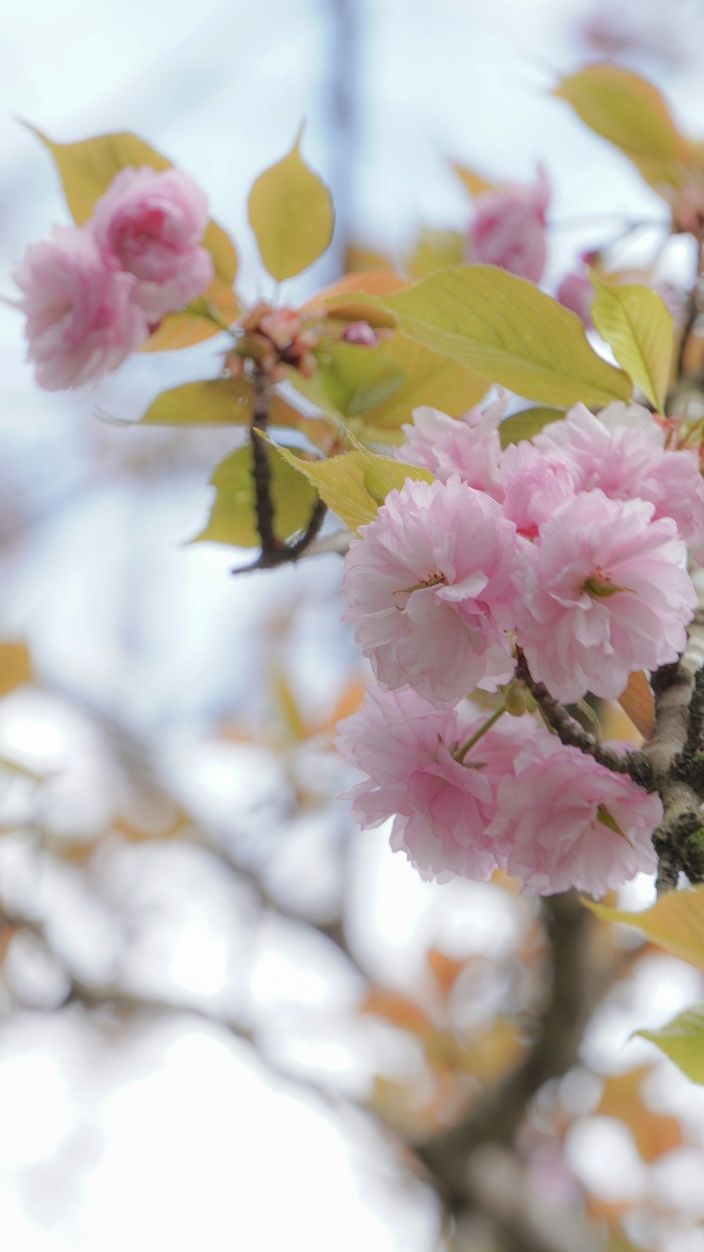 a branch of a tree with pink flowers