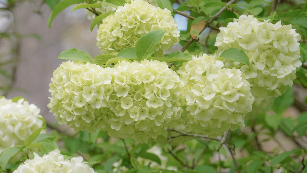 a bunch of white flowers hanging from a tree