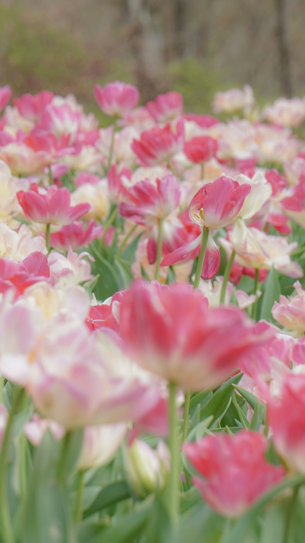 a field full of pink and white flowers