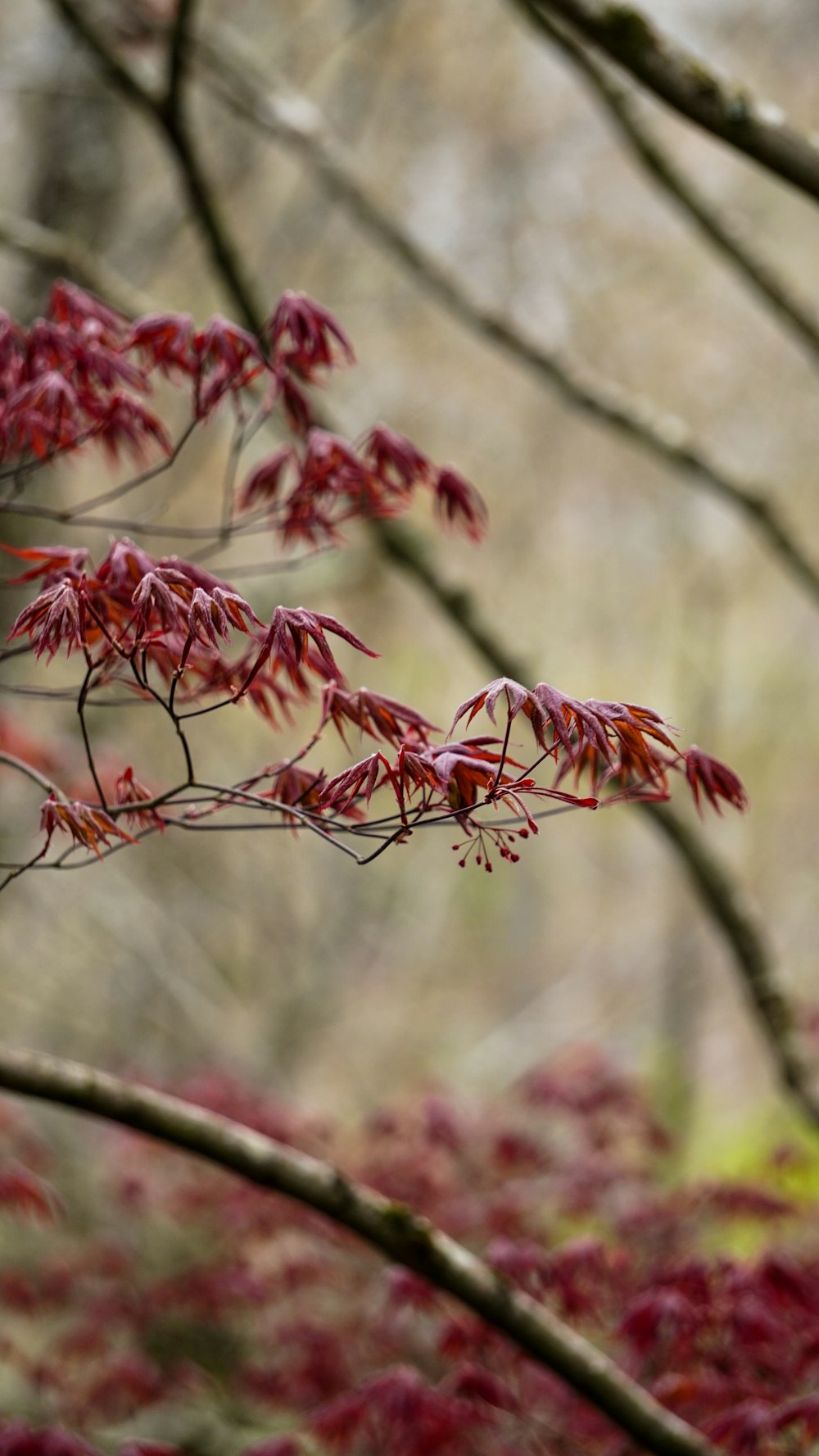 a bird perched on a tree branch with red leaves